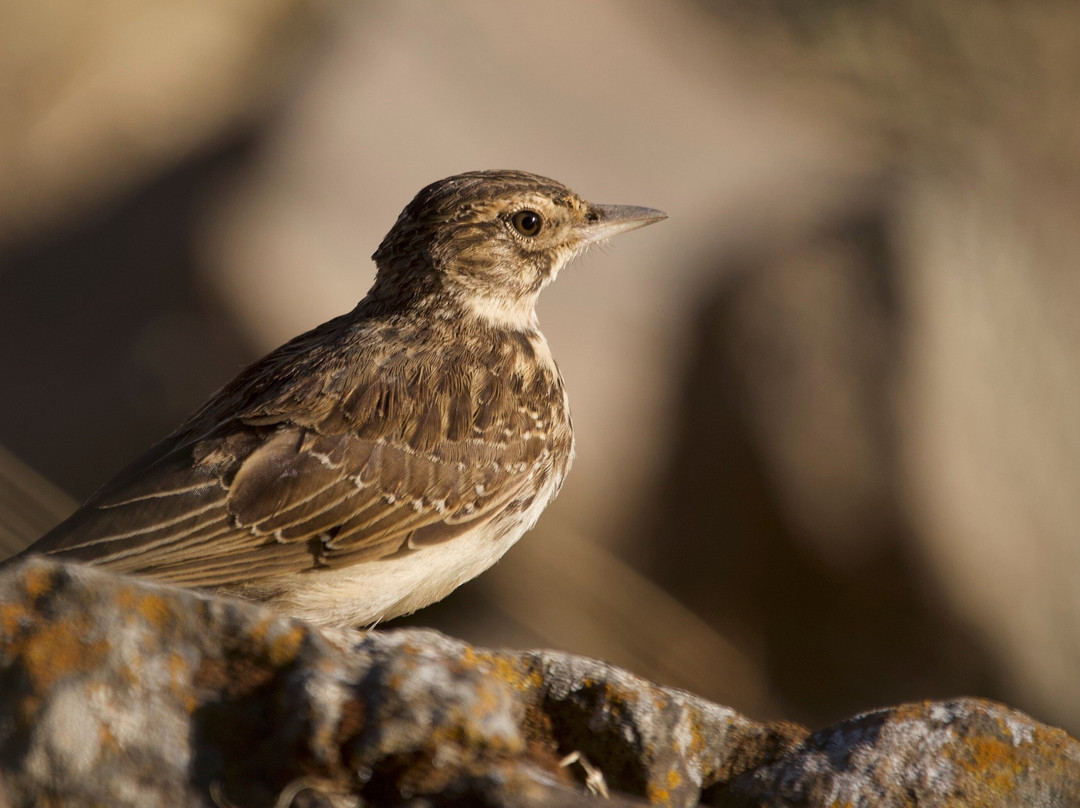 Ethiopian Photography Tours-亚的斯亚贝巴必去景点