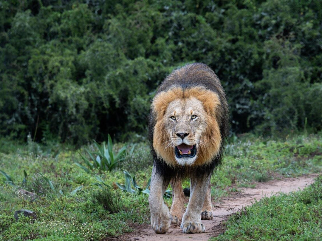 Unpaved Africa by SL-Green Point必去景点