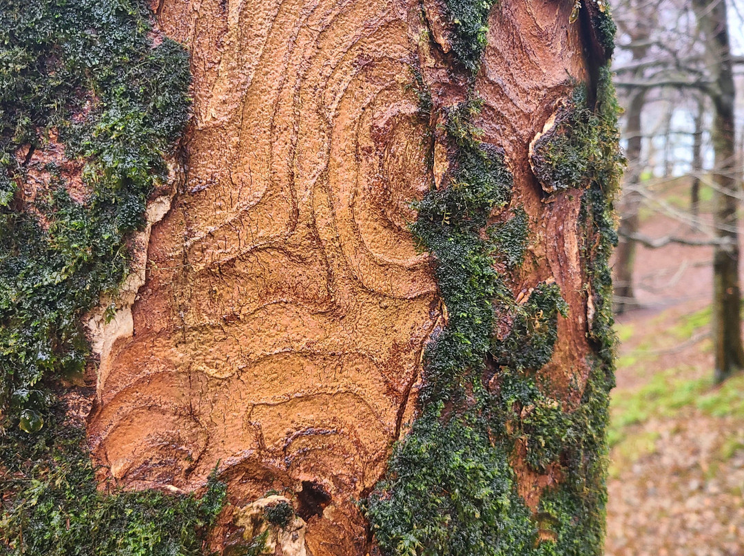 Dunollie Museum, Castle and Grounds-奥本必去景点