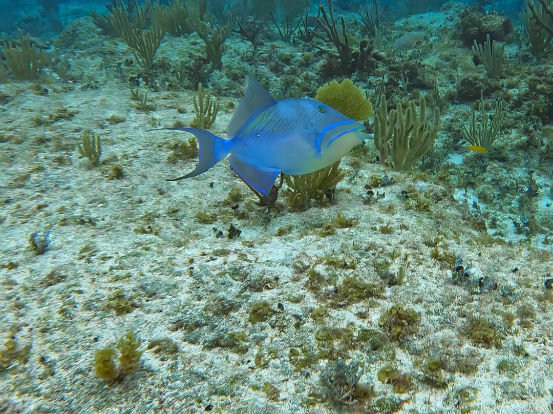 Diving Center Cayo Largo del Sur-拉戈岛必去景点