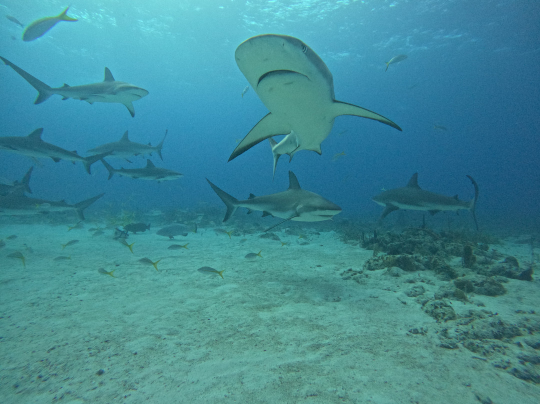 Stuart Cove's-拿骚必去景点