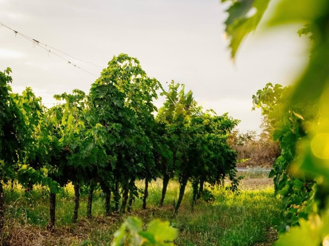 Savalan ASPI Winery-Qabala必去景点