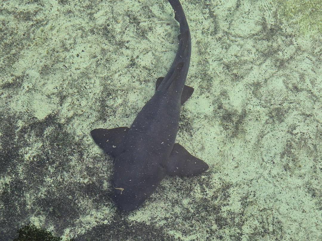 Florida Oceanographic Coastal Center-斯图尔特必去景点
