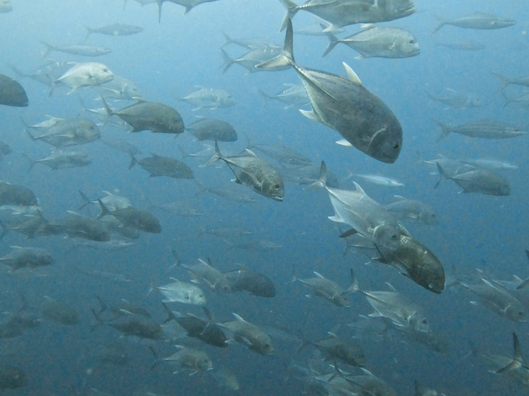 A-one Diving-拉廊必去景点