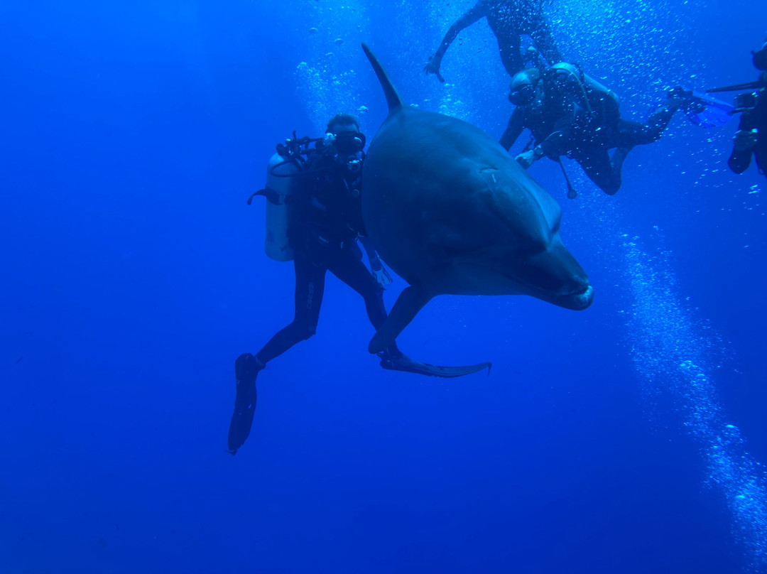 TOPDIVE Rangiroa-阿瓦托鲁必去景点