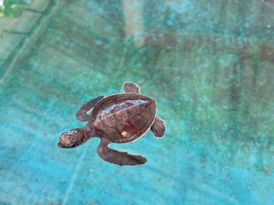 Royal Thai Navy Sea Turtle Conservation Center Phang Nga-Lam Kaen必去景点