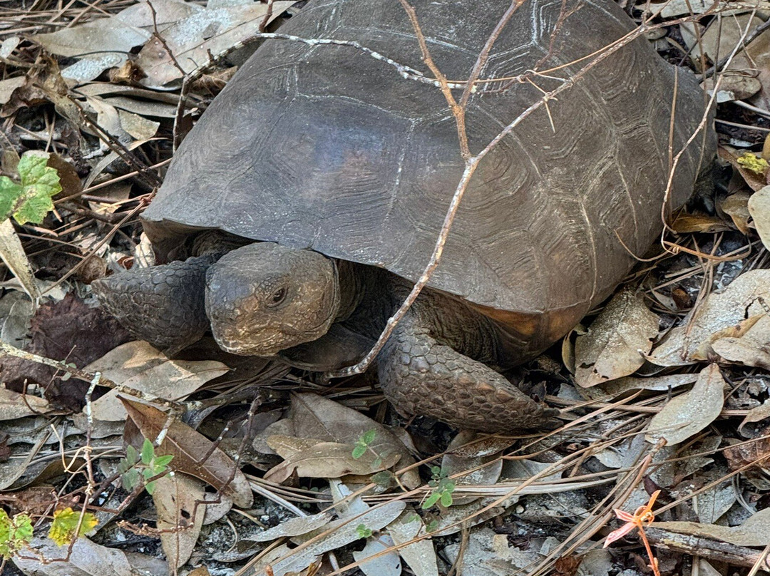 Brevard County Erna Nixon Park-墨尔本必去景点