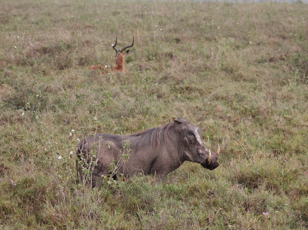 Adept Kenya Safaris-内罗毕必去景点