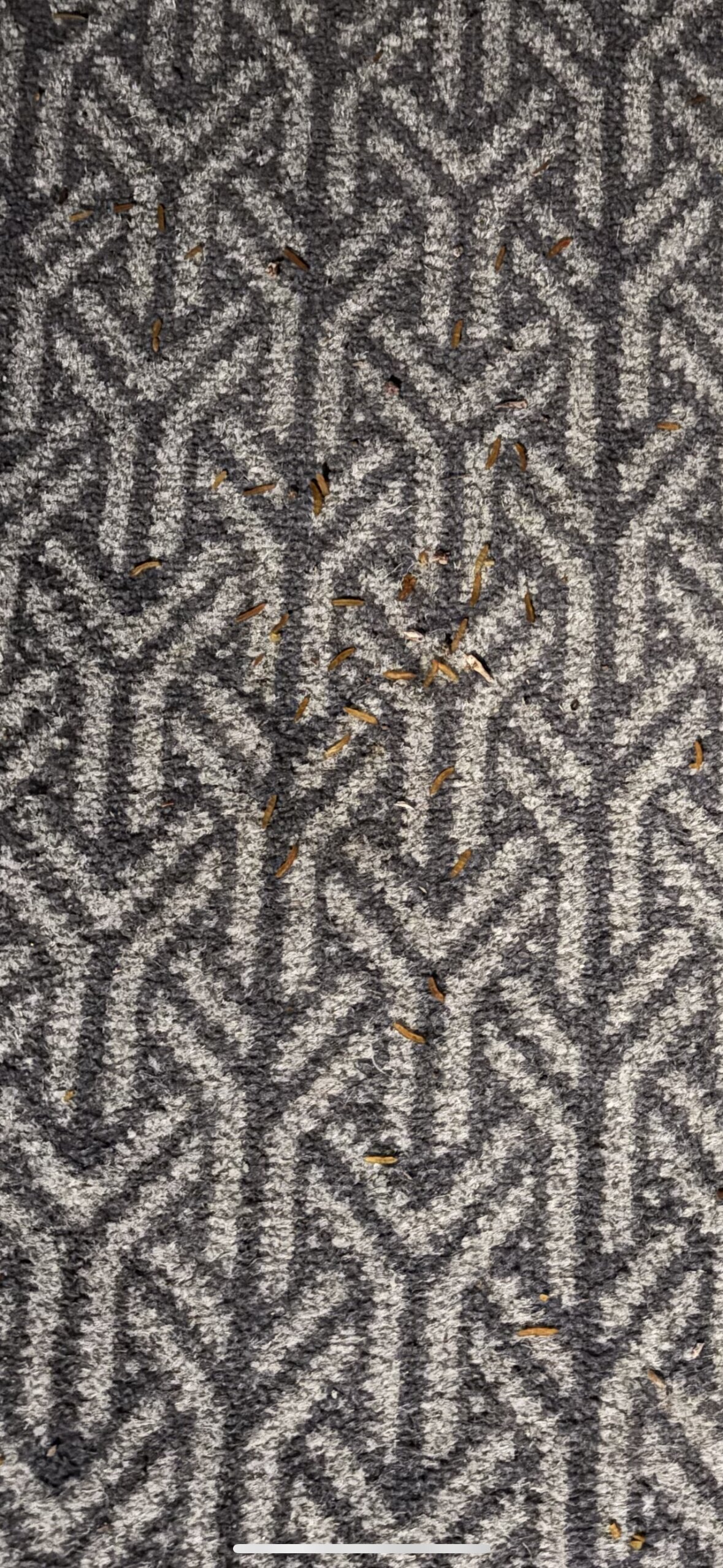 Telegraph Hotel-官方