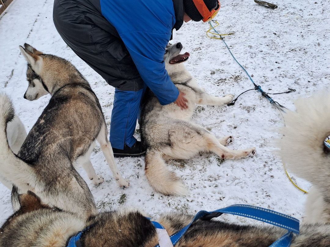 Snow Dogs-米湖必去景点