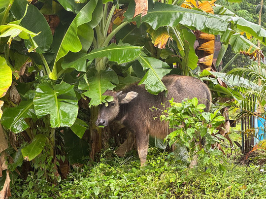 Thai Cooking with Judy-普吉岛必去景点