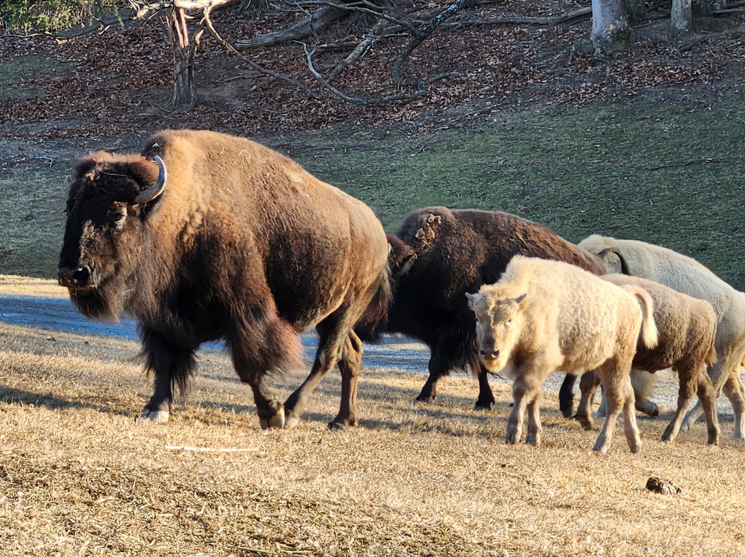 弗吉尼亚游猎公园-天然桥必去景点