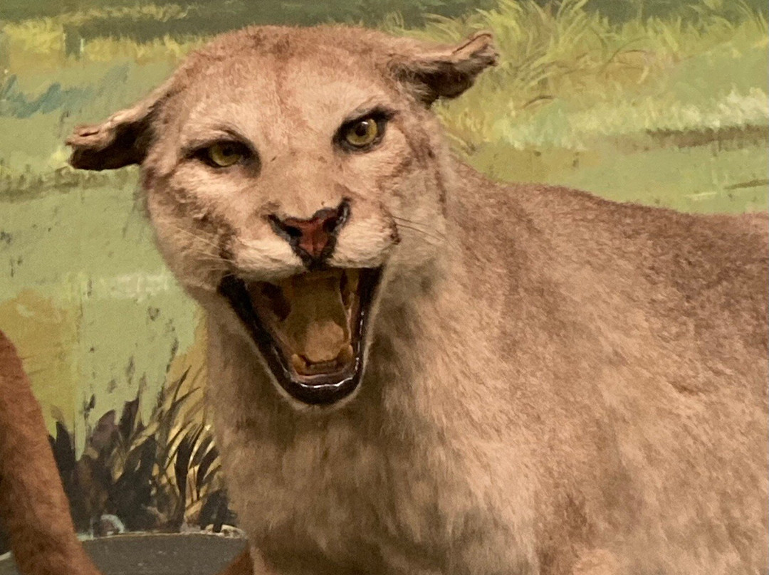 Tsuyama Nature & Mystery Museum-津山市必去景点