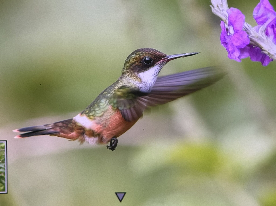 Birding Spots Manuel Antonio-克波斯必去景点