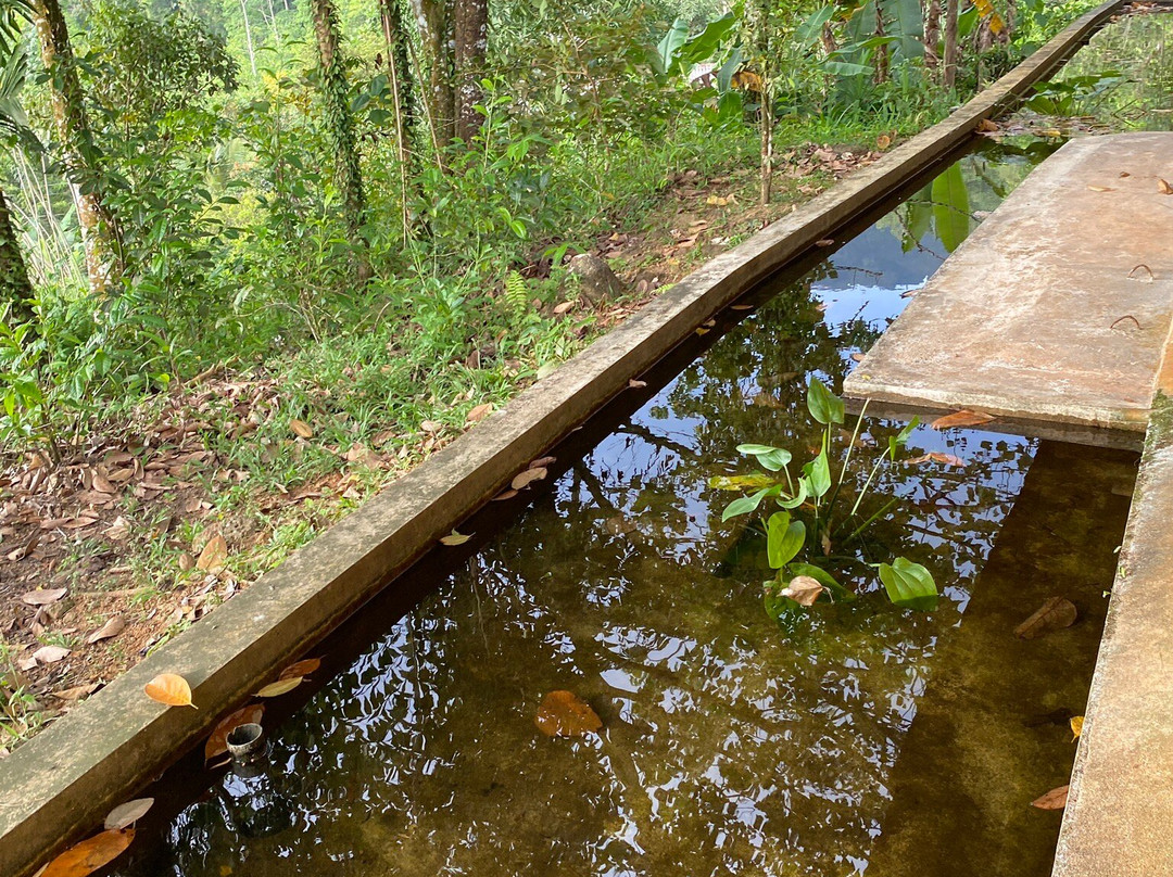 Rainforest Edge主图