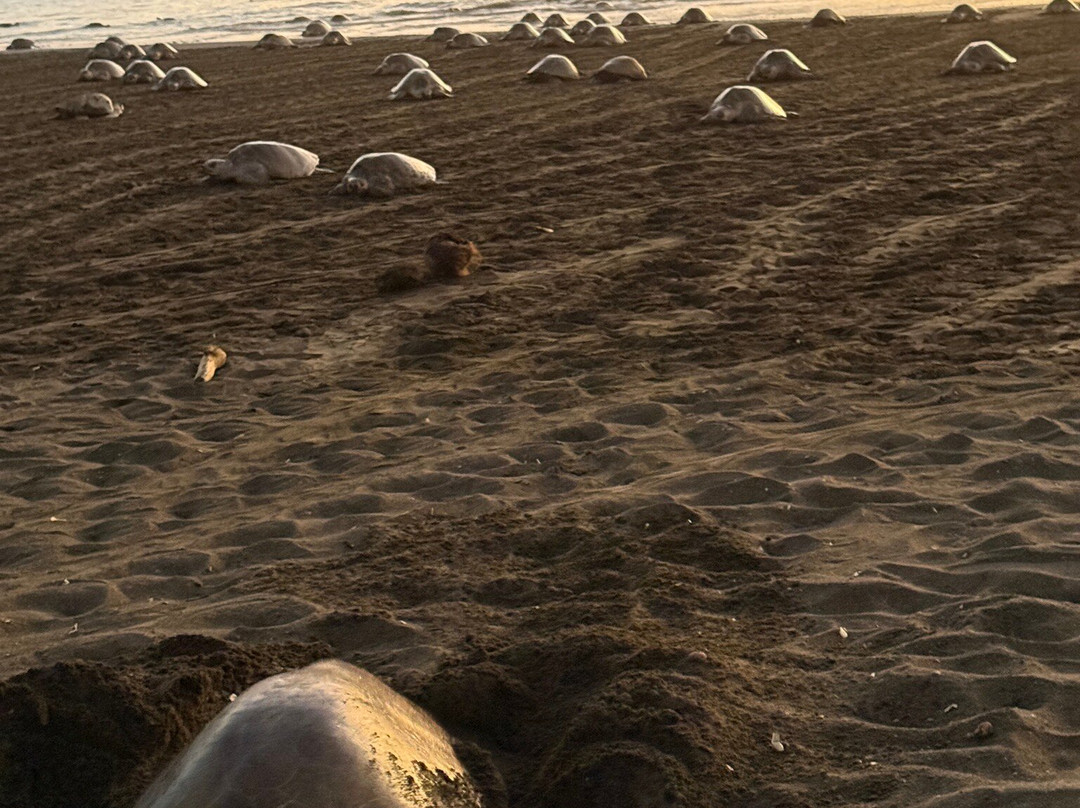 Oropopo Experience-Playa Avellanas必去景点