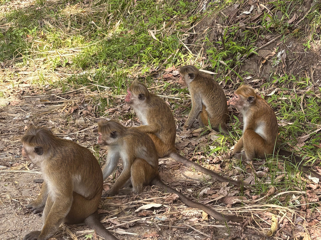 Shandi Tuck Tuck Driver-蒂瑟默哈拉默必去景点