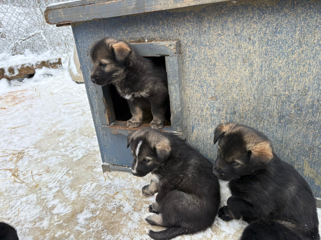 Snowhook Adventure Guides of Alaska-Willow必去景点