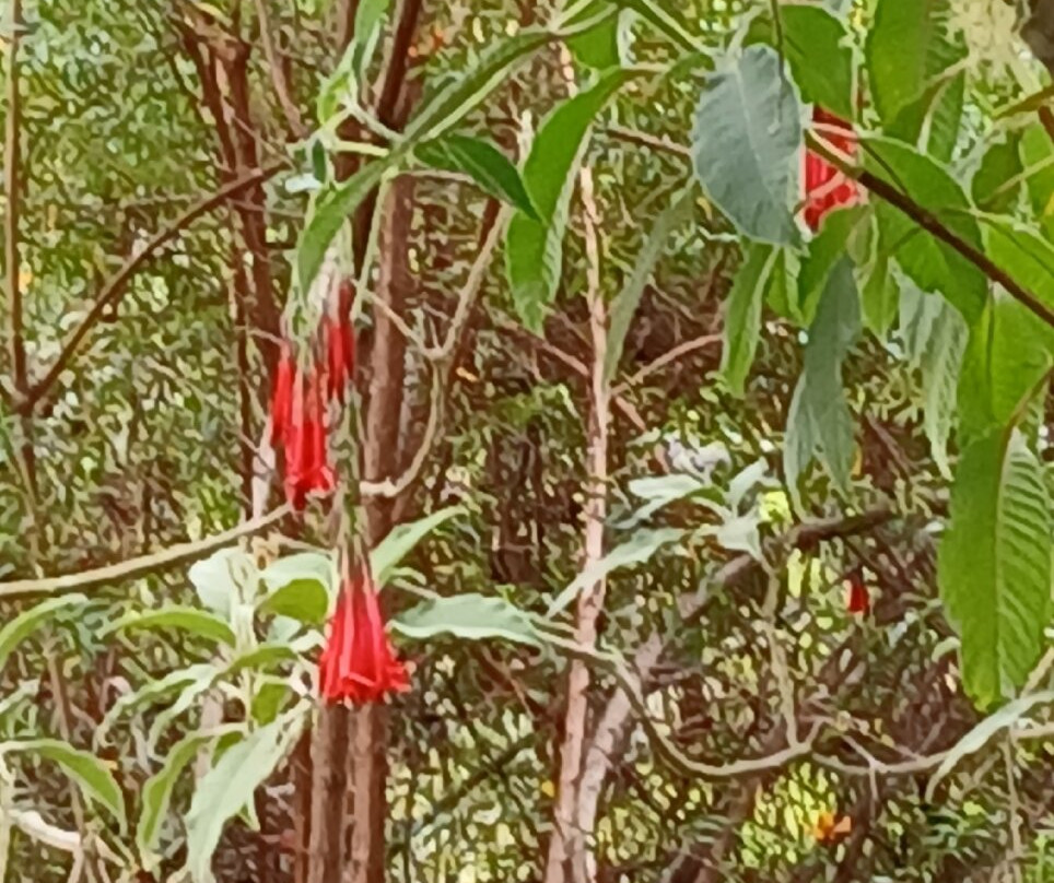 Kreolie 4x4-Entre-Deux必去景点