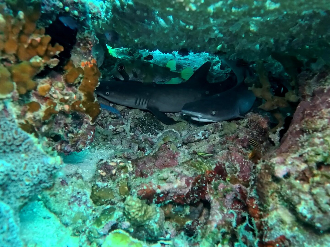 Tropical Divers Dive Center-达瑙市必去景点