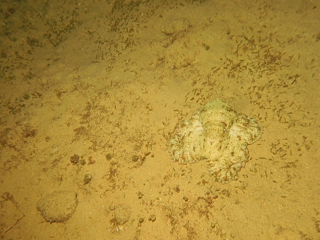 Palm Beach Divers-Noord必去景点