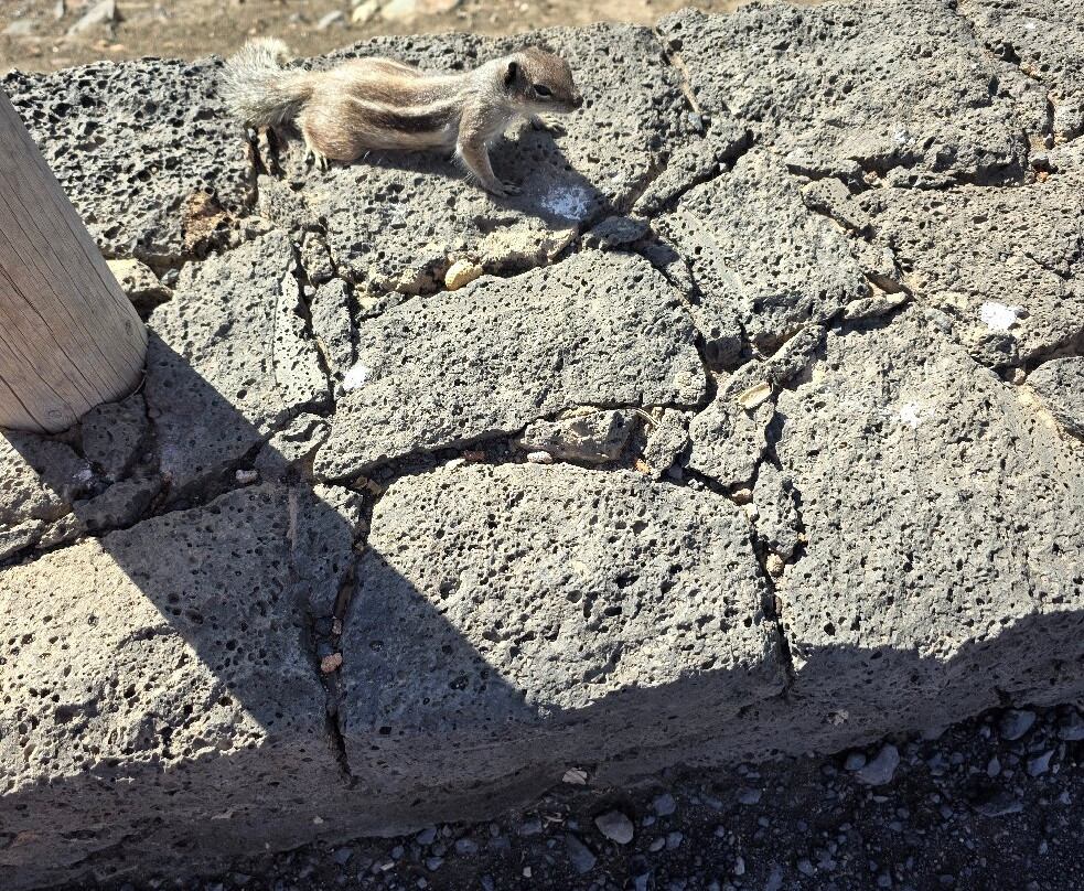 Cool Runnings-Caleta de Fuste必去景点