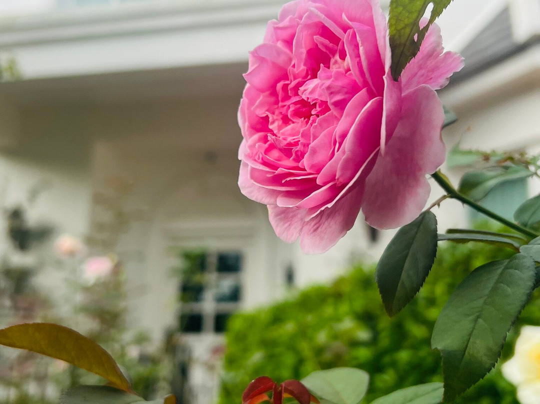 Hillsborough the English Country House主图