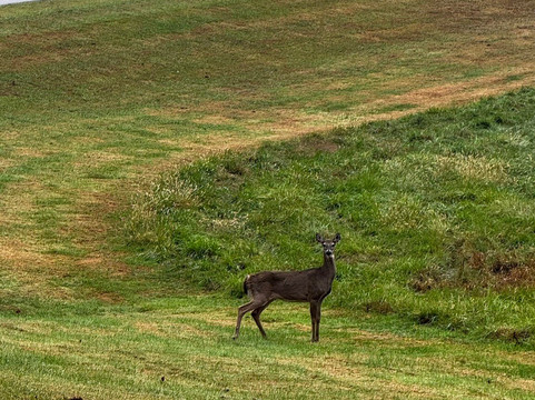 Dale Hollow Lake State Park-肯塔基必去景点