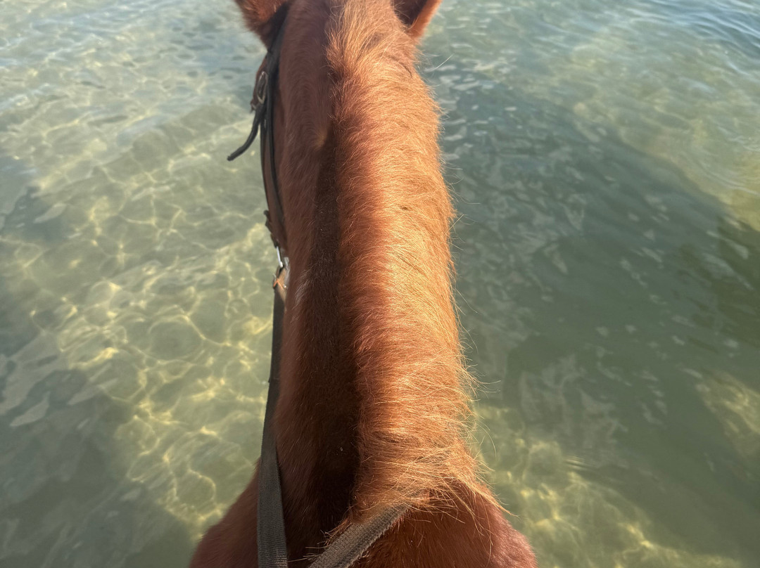 Family Horses 373-5361953-Marina di Ginosa必去景点