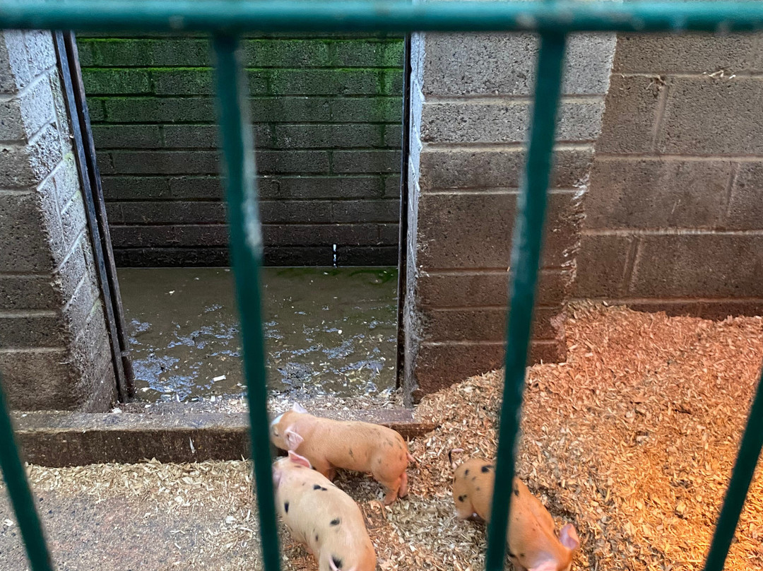 Kildare Farm Foods Open Farm & Shop-基尔代尔必去景点