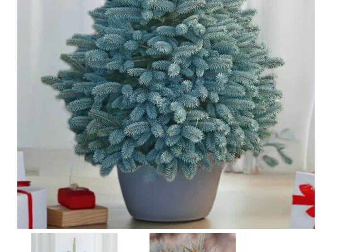 Jacksons Nurseries-Bagnall必去景点