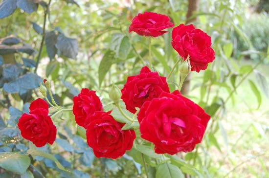 House of Hospitality S Elisabetta d'Ungheria主图