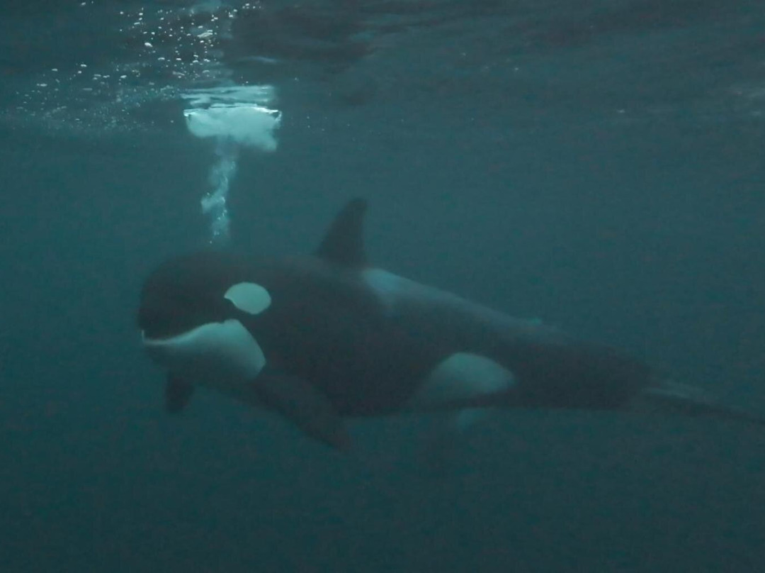 Dervola Adventure-Skjervoy必去景点