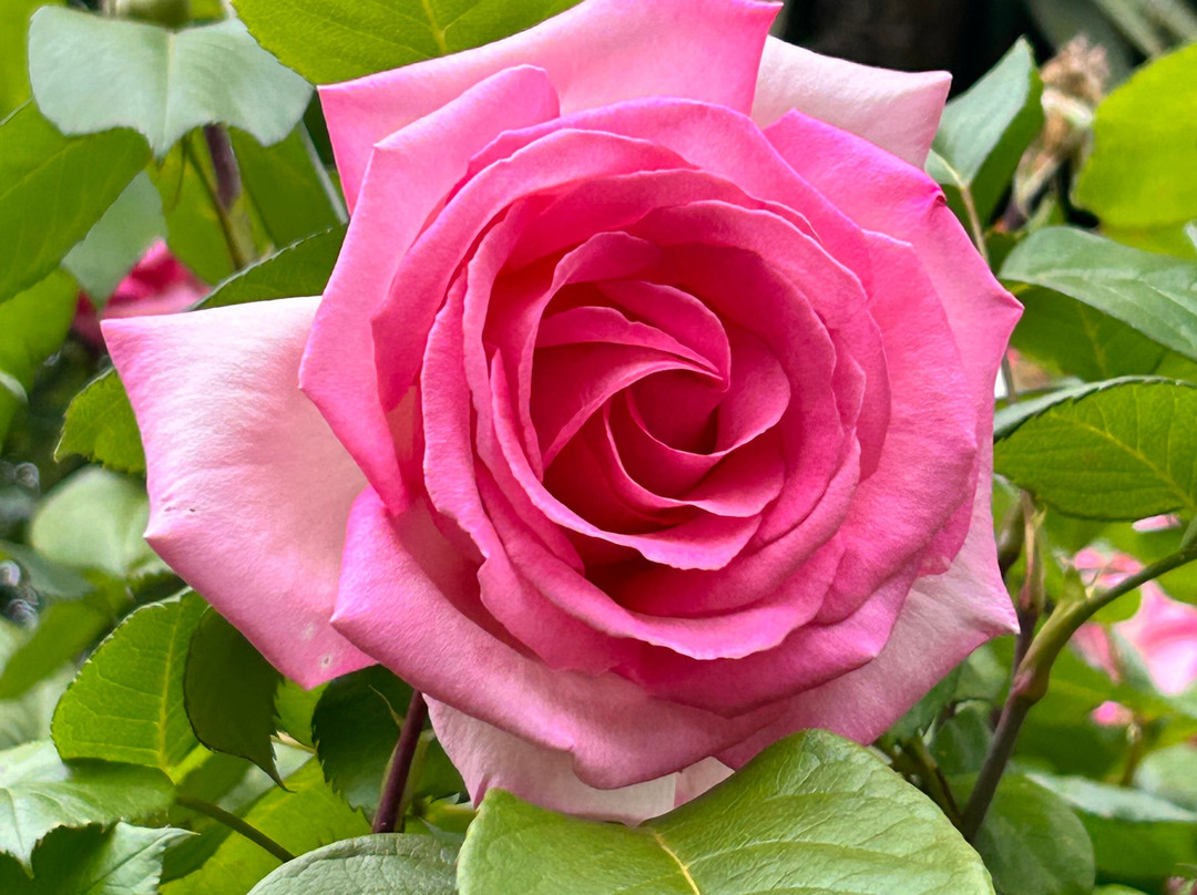 Little Paradise Dream Garden-克赖顿山必去景点