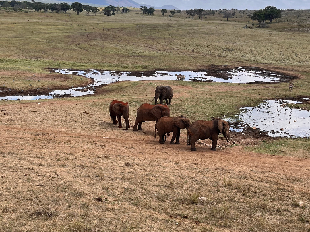 Safari Kenya Plus - Private Day Tour-马林地必去景点