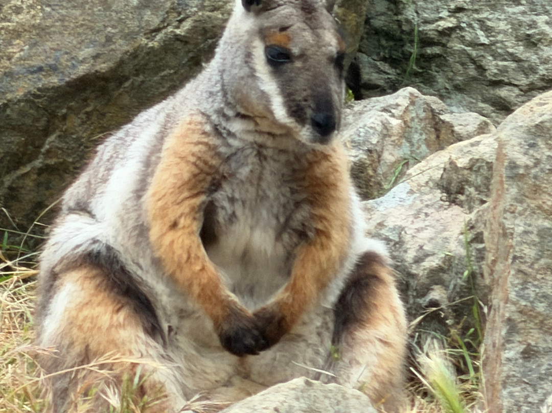 Cleland Wildlife Park-Crafers必去景点