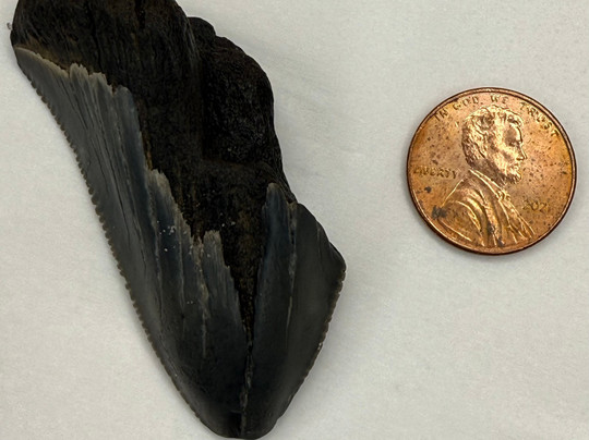 Charleston Fossil Adventures-查尔斯顿必去景点