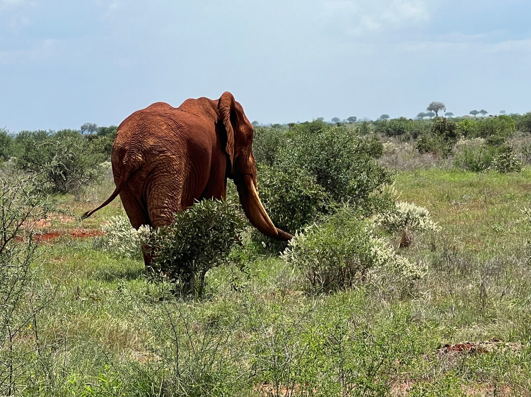 Discovery Kenya con Fragola-瓦塔木必去景点