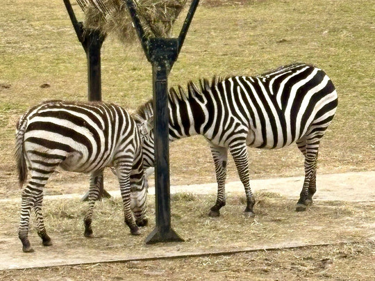 Cape May County Park & Zoo-开普梅考特豪斯必去景点