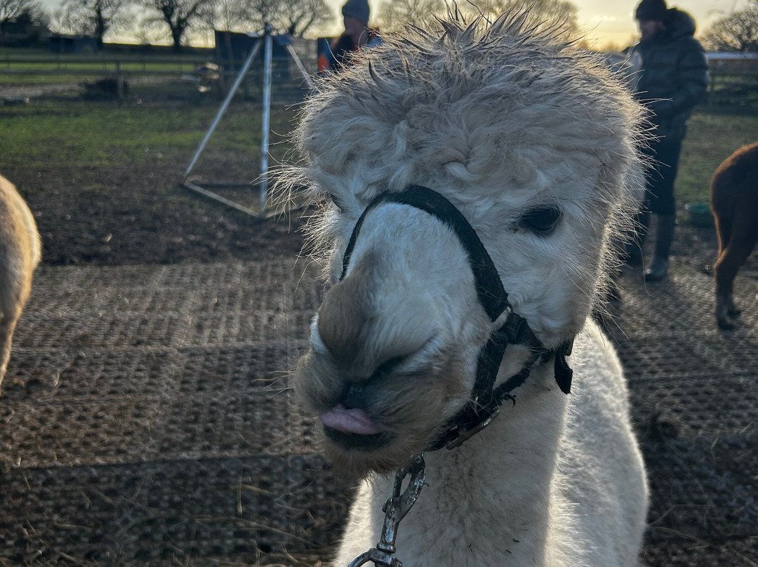 Lucky Tails Alpaca Farm-Atherstone必去景点