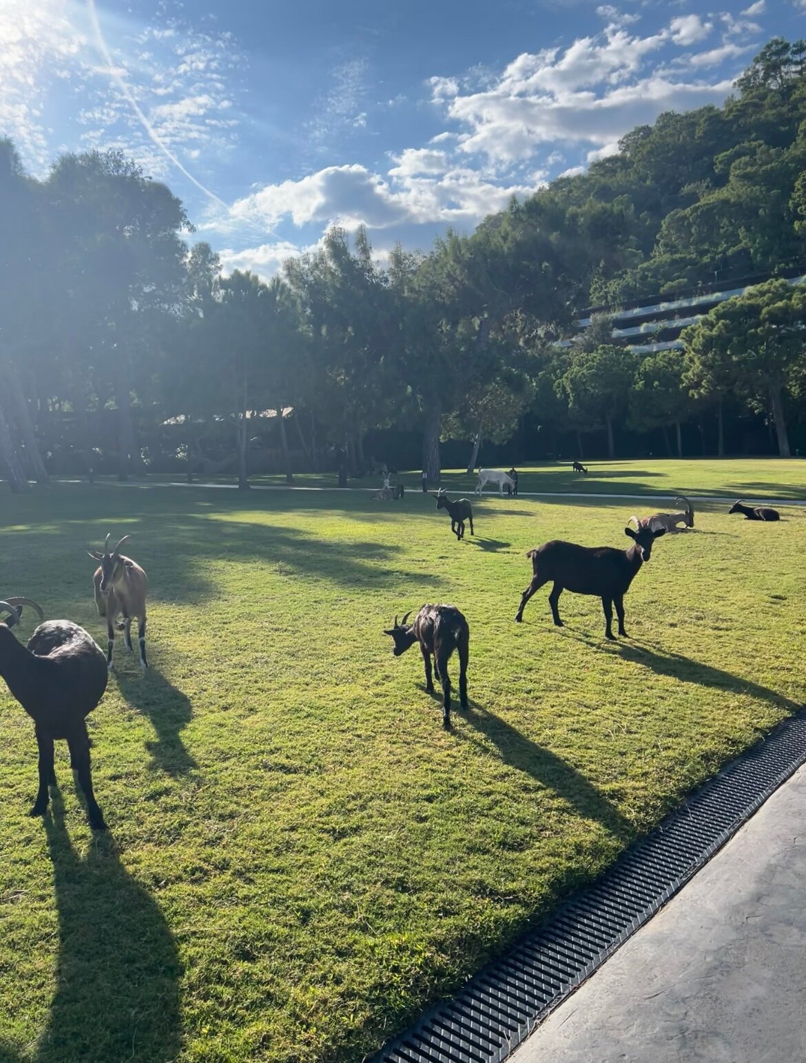 Maxx Royal Kemer Resort-官方