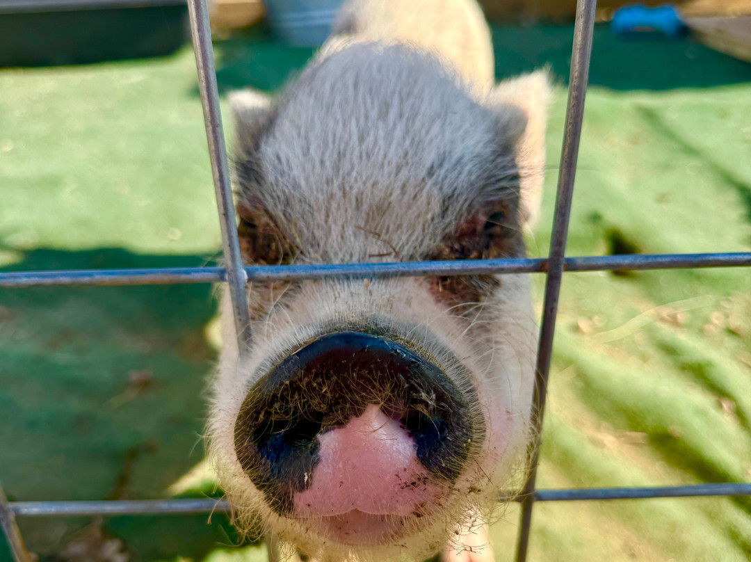 SkyLand Ranch-塞维尔维尔必去景点