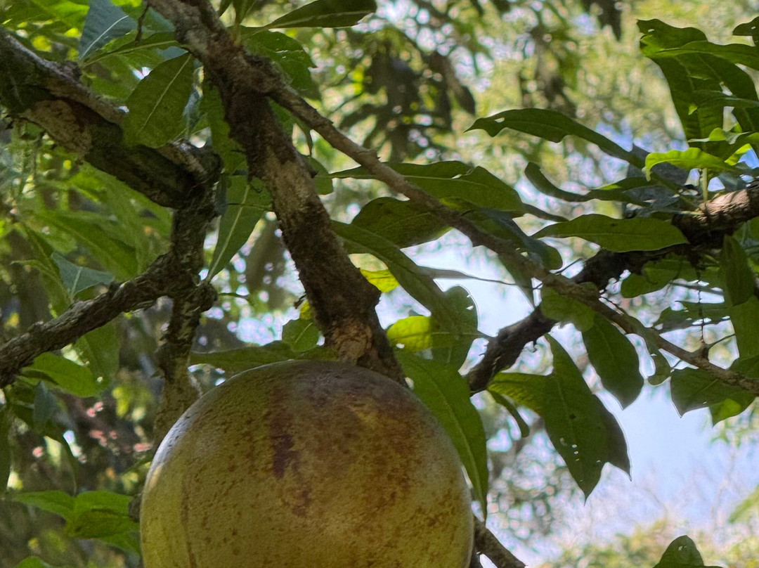 Panamore-Portobelo必去景点