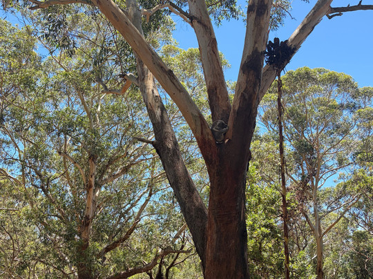 Port Stephens Koala Sanctuary-One Mile必去景点