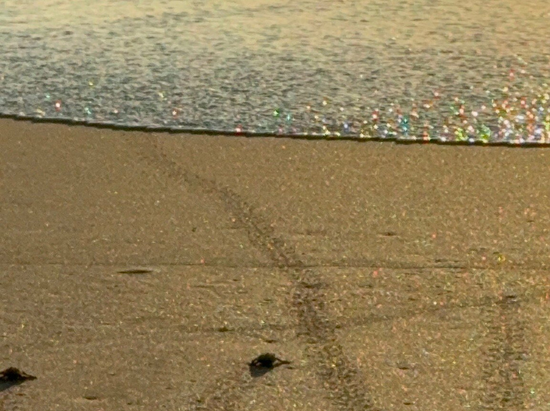 Verdiazul Turtle Sanctuary/Hatchery-轰基亚滩必去景点