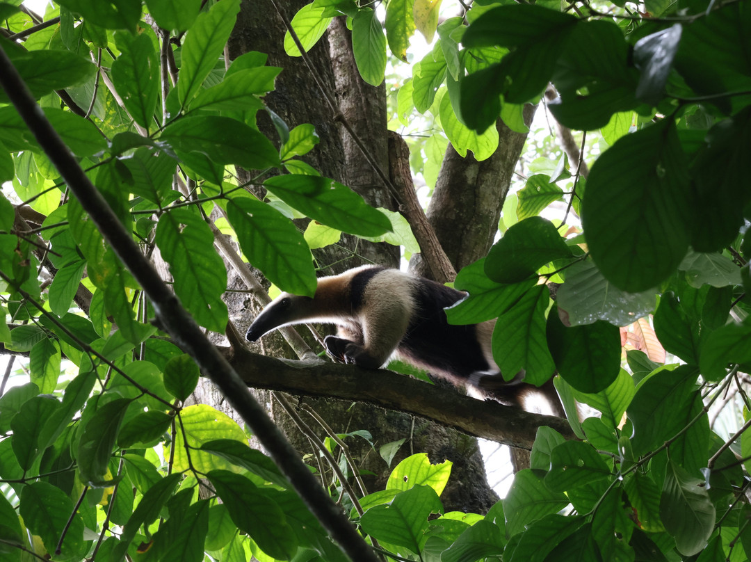 Surcos Tours-希门尼斯港必去景点