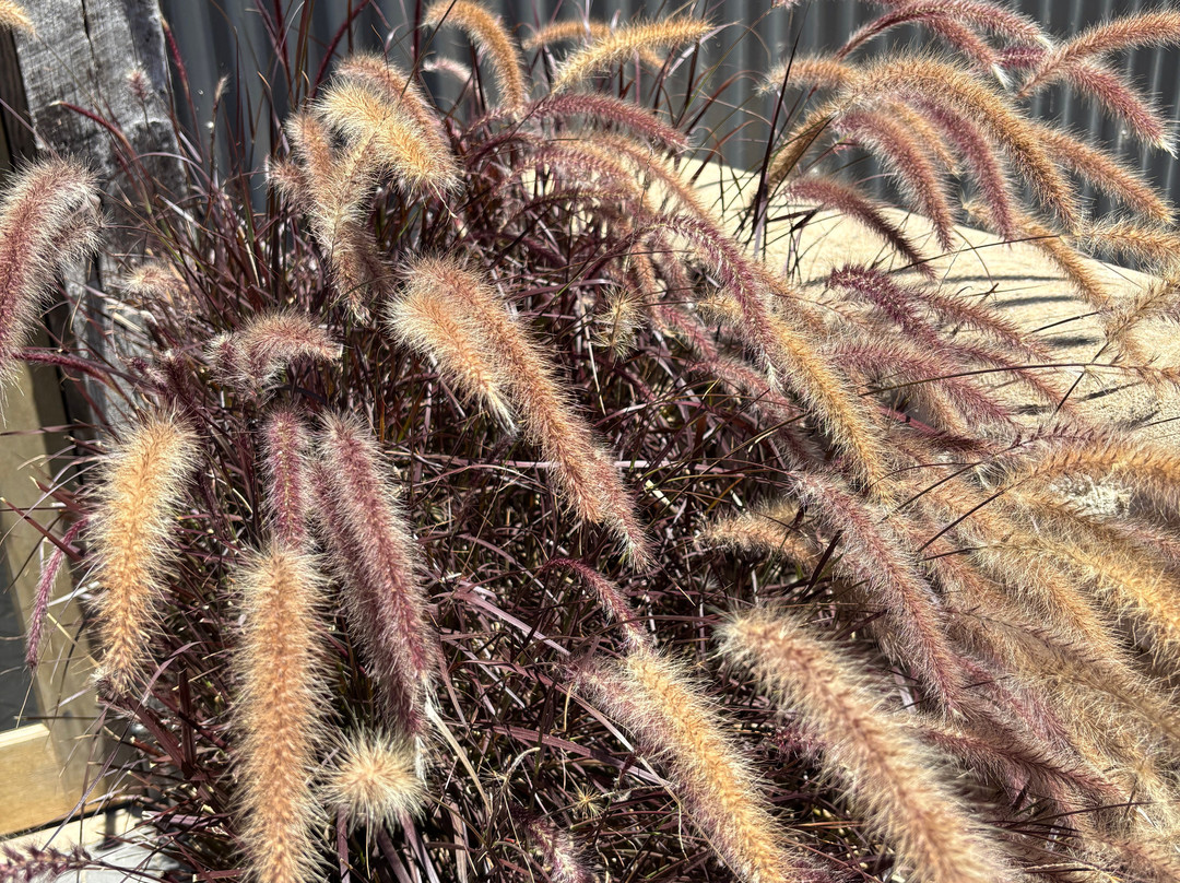 Kangaroo Island Brewery-金斯科特必去景点