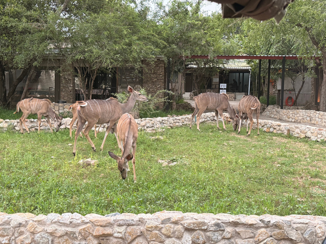 South Safari Lodge