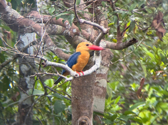 Orangutan House Boat Tour-Kumai必去景点