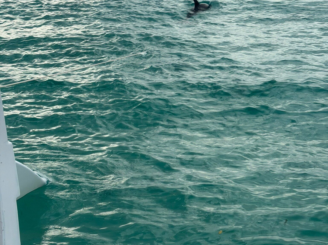 Salty Dog Catamaran-法哈多必去景点